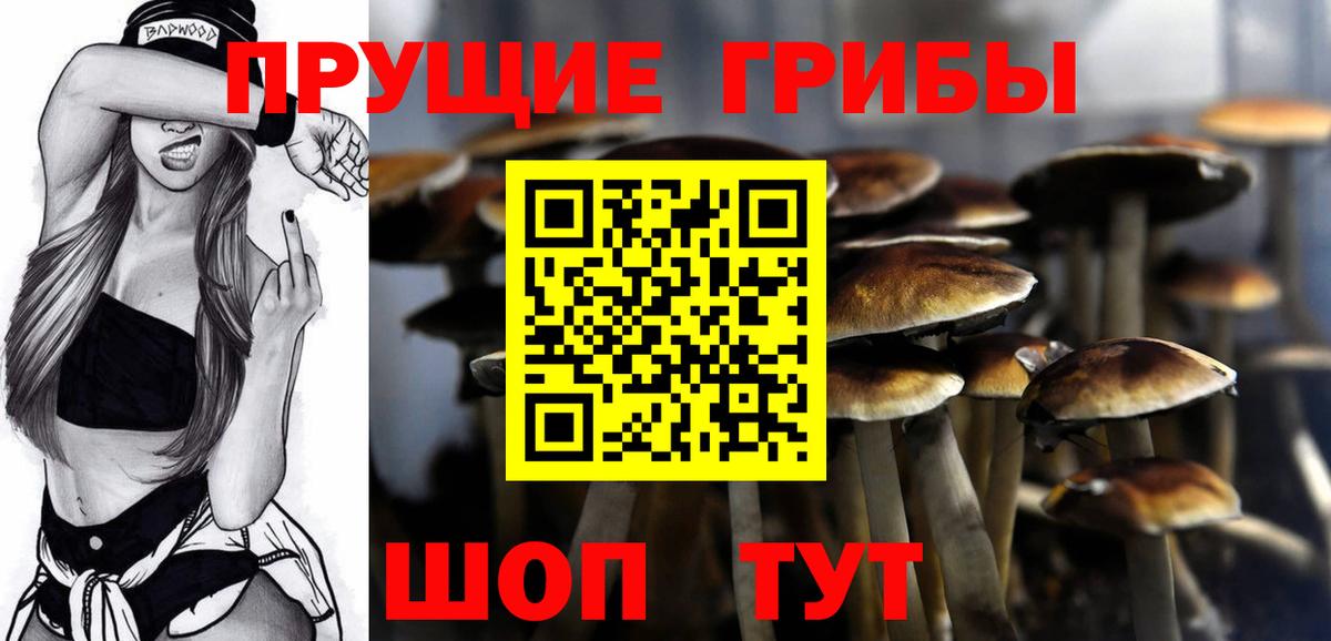 купить наркоту  Вход с VPN  Тара  Псилоцибиновые грибы Psilocybe 